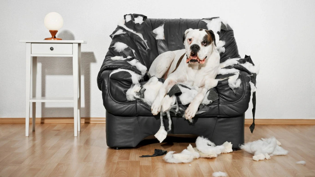 Když kočka nebo pes demolují byt