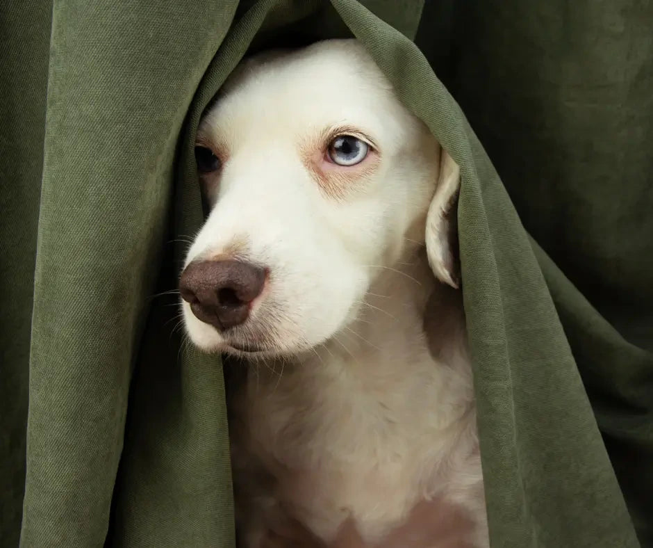 Jak snadno pomoci domácím mazlíčkům zbavit se strachu, smutku nebo napětí